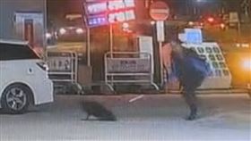 新北,動保處,流浪犬,鐵條,樹林