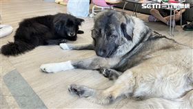 內湖寵物店老闆身亡，大女兒Doris受訪。（圖／記者李依璇攝影）