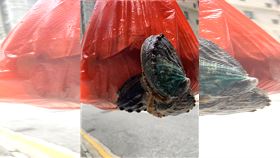 鮑魚,逃跑,賺到,偷渡客（圖／翻攝臉書路上觀察學院）