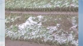 菜被打壞了！仁愛翠華村降半小時冰雹雨