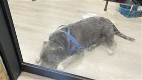 內湖寵物店老闆黨男離世，店內還有領養的十多隻貓狗，姪女男友透露他過去對動物比對人好。（圖／記者李依璇攝影）