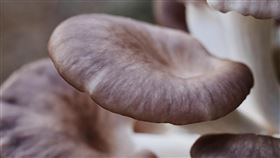 蘑菇　秀珍菇　毒菇　示意圖／pixabay