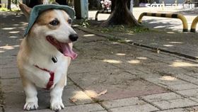 醫療費,比特犬,柯基犬,民事,刑事,屏東