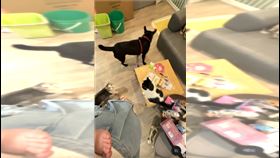 寵物店前員工：他們不可能說謊。（圖／Threads＠verna1011_授權提供）