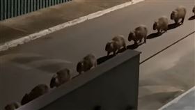 呆萌水豚深夜大遊行，可愛畫面全遭女子錄下。