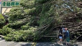 南投敦和國小榕樹突倒塌！女遭壓命危