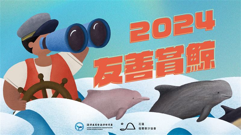 台灣友善賞鯨懶人包！親子出遊與鯨豚共舞