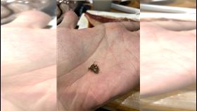 南港車站知名燒肉店「飲料裡有蟑螂」。（圖／翻攝自PTT）