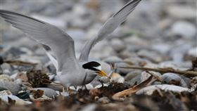 花蓮立霧溪口  小燕鷗繁殖棲地花蓮立霧溪每年4到8月是二級保育類夏候鳥小燕鷗的繁殖棲地，林業及自然保育署花蓮分署呼籲民眾，不要將車輛開進河口沙洲，以免輾壓到鳥蛋及幼鳥，也勿撿拾鳥蛋，守護完整河口生態環境。（林業及自然保育署花蓮分署提供）中央社記者李先鳳傳真  113年6月26日