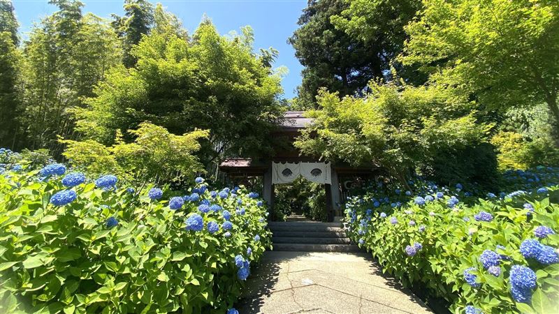 走訪日本最深湖泊田澤湖　雲昌寺賞紫陽花