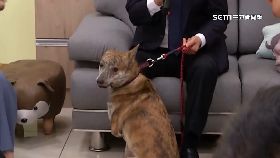 C賴收養斑斑2400