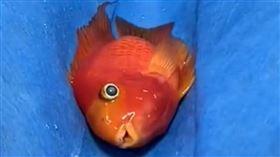 女花1萬元帶魚去看病（圖／翻攝自微博）