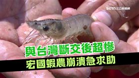 與台斷交後超慘！宏國蝦農等不到中國大量買蝦　求政府掏113億紓困