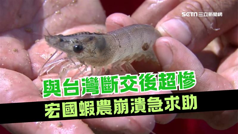 宏國蝦農崩潰了　求政府掏113億資金紓困