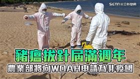 豬瘟拔針屆滿週年　農業部向WOAH申請為非疫國