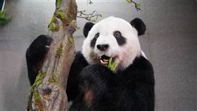 大貓熊「團團」標本將亮相大貓熊「團團」先前因病離世，台北市立動物園留存皮毛、骨骼、冷凍精子及纖維母細胞等樣本，15日宣布「團團」標本已製作完成，17日將於籌畫中特展「瀕危動物故事館」一角搶先亮相。（台北市立動物園提供）中央社記者陳怡璇傳真  113年5月16日