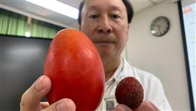 臺中醫院泌尿科主任朱朗軒以一顆直徑約3公分的荔枝為例，說明正常睪丸大小約荔枝大，但患者到院時，右側睪丸已經大如鵝蛋、芒果。（圖／臺中醫院提供）

