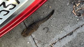 部桃電力出狀況  經查為松鼠遭電擊致瞬間降壓衛福部桃園醫院1日清晨一度傳出因電力問題導致當機、醫療器材受波及，不過院方下午發出聲明指未影響醫療作業。台電桃園區營業處表示，是因松鼠遭電擊影響饋線導致瞬間降壓約10秒，隨即恢復正常電壓供電。（台電桃園區營業處提供）中央社記者吳睿騏桃園傳真  113年7月1日