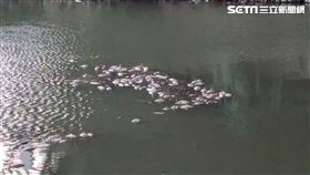 大群魚屍翻肚漂浮在高雄後勁溪，民眾見狀通報環保局到場檢測，發現是水中溶氧量偏低。（圖／翻攝畫面）
