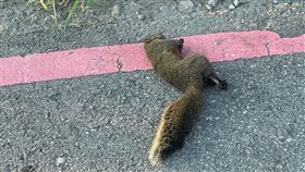 台電,松鼠,停電,桃園（圖／台電桃園營運處提供）