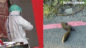 衛生福利部桃園醫院昨（1）日清晨5時許，因中壢區興仁路附近松鼠誤觸配電線路，導致瞬間電壓變化。（圖／資料畫面、台電桃園營運處提供）