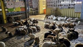 屏東,蕭家大院,兔子餐廳,棄養,檢舉