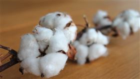 棉花,棉花田,棉,紡織
(圖／翻攝自Pixabay）
https://pixabay.com/photos/cotton-branch-cotton-plant-branch-1271038/
