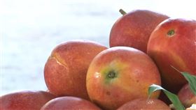 (推)台南芒果節