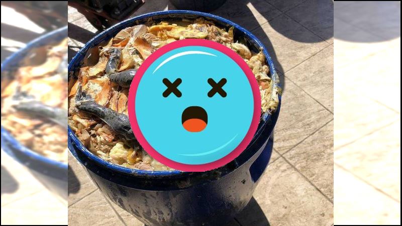 「臉盆大巨蛙」塞爆廚餘桶！清潔隊員看傻