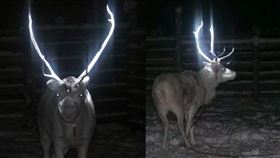 芬蘭森林中出現渾身發光的馴鹿，原來是當地政府為了降低路殺所衍生的奇特景象。（圖／翻攝自「@AMAZlNGNATURE」X）
