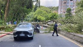 北市辛亥路四段77巷樹倒。（圖／翻攝畫面）