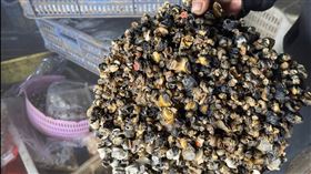 福壽螺,田螺,螺獅粉,中國（圖／翻攝澎湃新聞）