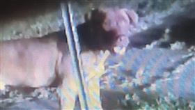 警方公布逃亡中惡犬的照片。（圖／翻攝自City of Bolivar TN Police Department）