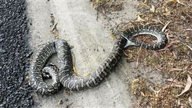 蟒蛇在遭遇車禍後，竟張嘴咬住自己。（圖／翻攝自Sunshine Coast Snake Catchers 24/7臉書）