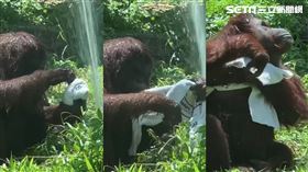紅毛猩猩一氣呵成「擰毛巾濕背秀」驚呆一家四口。（圖／翻攝壽山動物園臉書畫面）