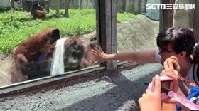 咪咪似乎知道正被這一家人關注，索性先將毛巾蓋在頭上，走向這一家子互動。（圖／翻攝壽山動物園臉書畫面） 