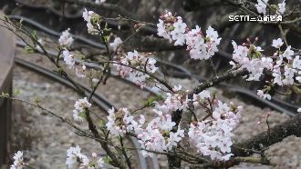 彌猴害？阿里山「大島櫻」7月盛夏突開花