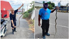 台南,蛇窟,安南區,臭青母,王錦蛇,王金樹提供