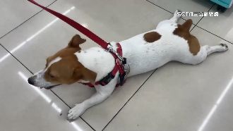 熱爆！狗狗「賴超商」蹭冷氣　拖都拖不走
