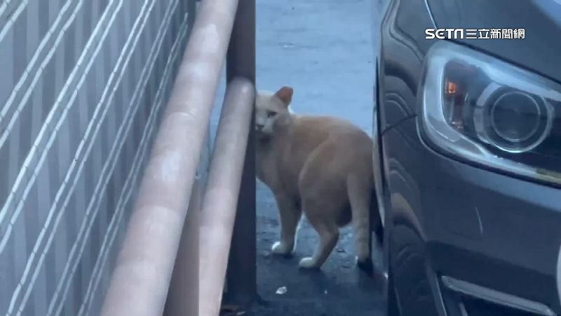 女駕駛輾斃浪貓還留假電話　路殺動物遭罰
