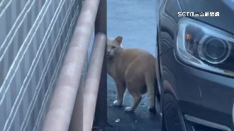 女駕駛輾斃浪貓還留假電話　路殺動物遭罰