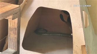 工廠騎樓眼鏡蛇出沒　貓咪把玩受驚大炸毛