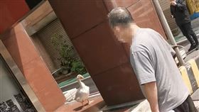 白鵝,新竹市,北大路,逛大街（圖／翻攝自《新竹人新竹事》）