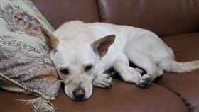 狗狗的壽命比人類還短，往往都是主人要送牠最後一程。。圖/讀者提供