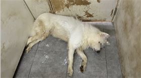 台中寵物餐廳狗狗中暑！疑為省電冷氣不冷