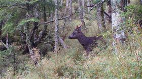 太魯閣國家公園發生盜獵水鹿事件，民眾檢舉中橫（台8線）工程修復期間，有工程人員獵殺保育類水鹿，民眾提供推土機內有死亡水鹿的照片。警方獲報已經成立專案小組，追查施工人員是否涉嫌違反野生動物保育法。