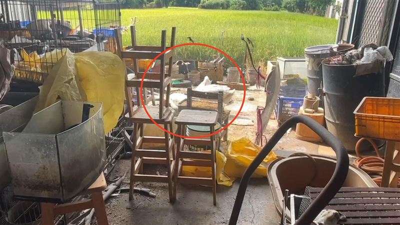 新竹「鵝爸爸」猝逝 2隻大白鵝現況曝光