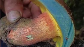  見手青遭碰傷後，菌肉會呈現靛藍色。（圖／翻攝自新華網）