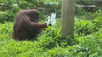 天熱紅毛猩猩擰毛巾擦臉　遊客：好像真人