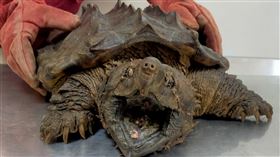 哥吉拉,鱷龜,新北,石門,淡金公路,